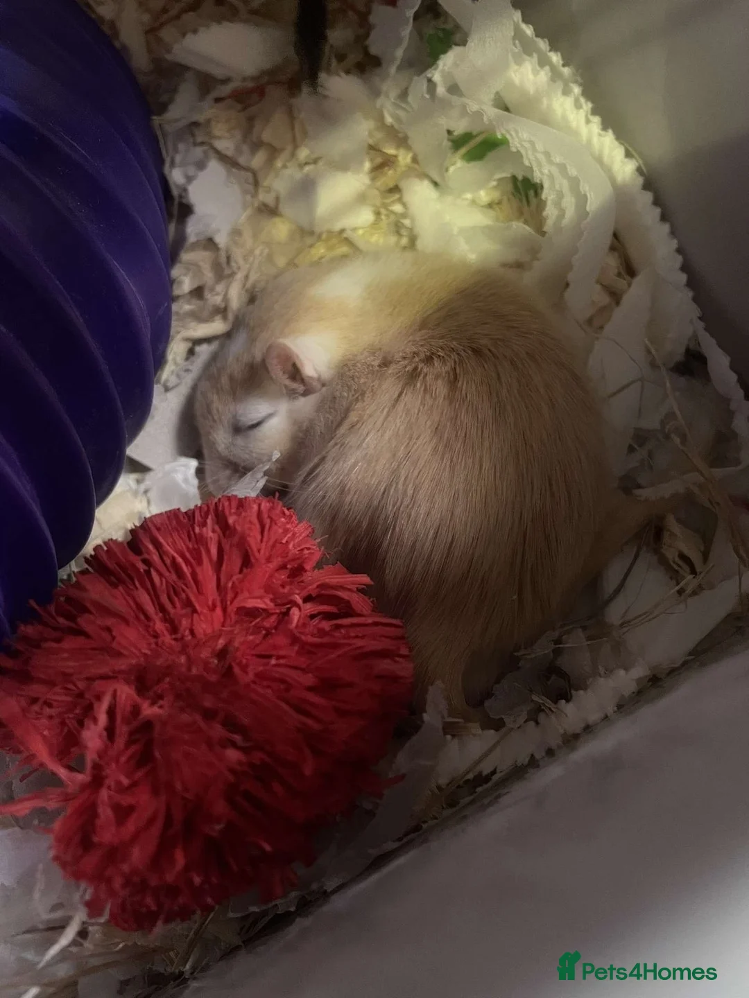 Gerbil rodents for sale: 2 male gerbils  in Wisbech - Advert 3