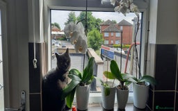 British Shorthair cats for sale: I'll give it into good hands. - Image 10