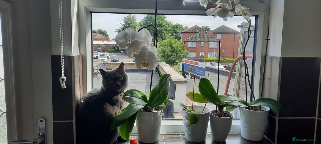 British Shorthair cats for sale: I'll give it into good hands. - Image 10