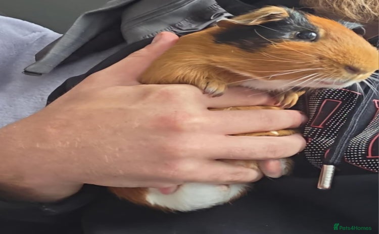 Guinea Pig rodents - Advert 13
