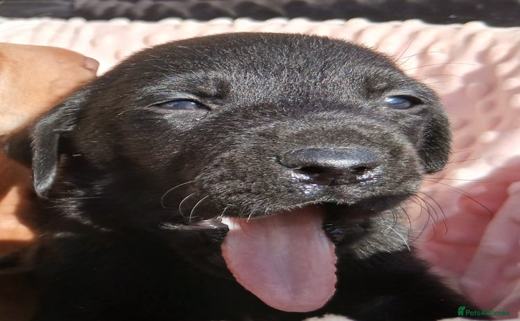 Labrador Retriever dogs - Advert 11