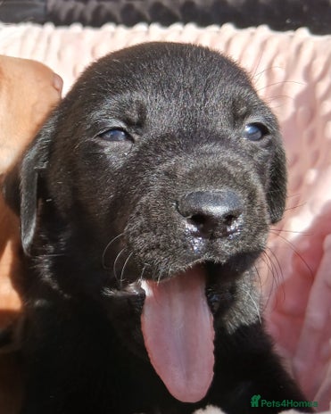 Labrador Retriever dogs - Advert 11