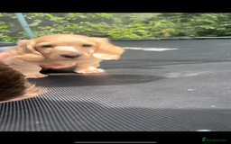 Miniature Dachshund dogs for sale: Highest quality champion line cream long haired  - Image 12