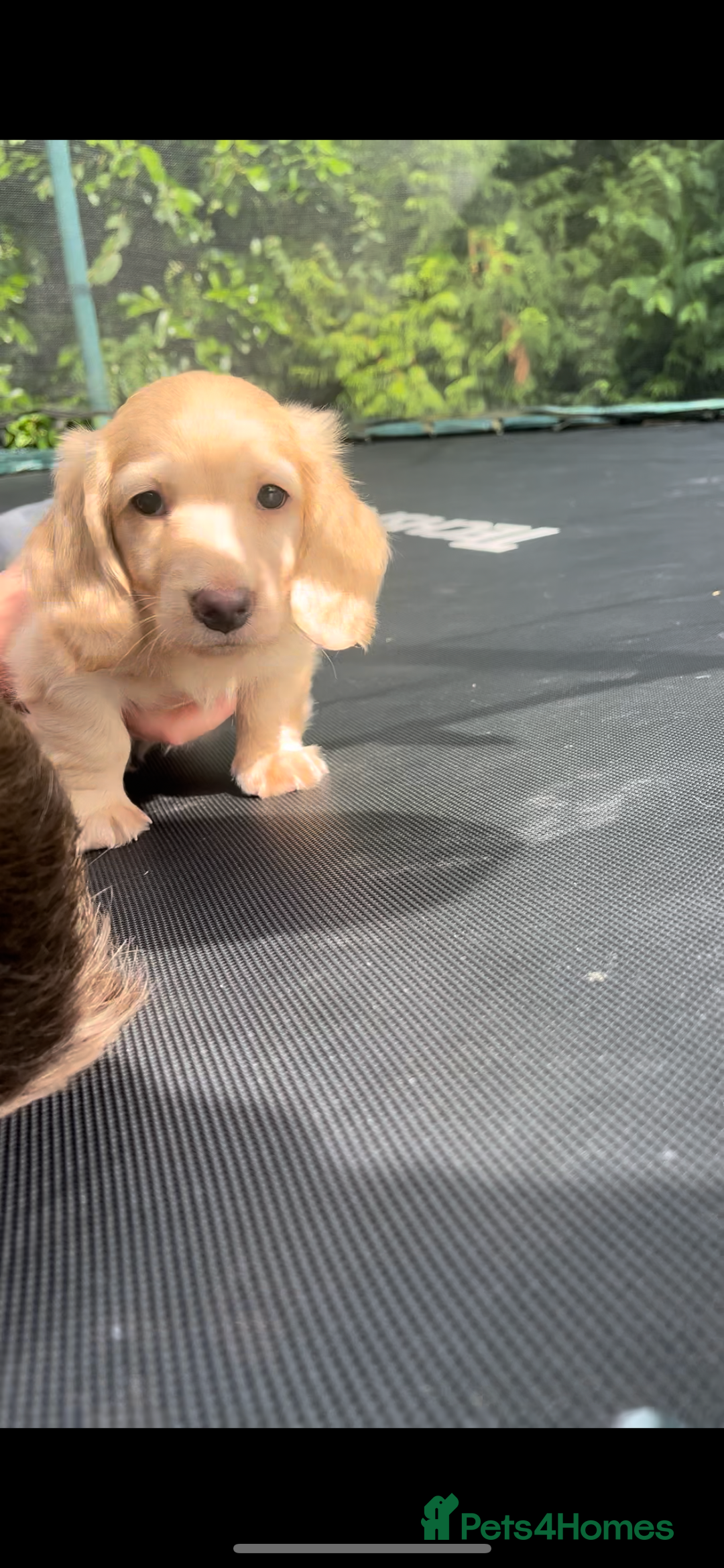 Miniature Dachshund dogs for sale: Highest quality champion line cream long haired  - Image 12
