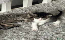 British Shorthair cats for sale: 7 kittens  - Image 13