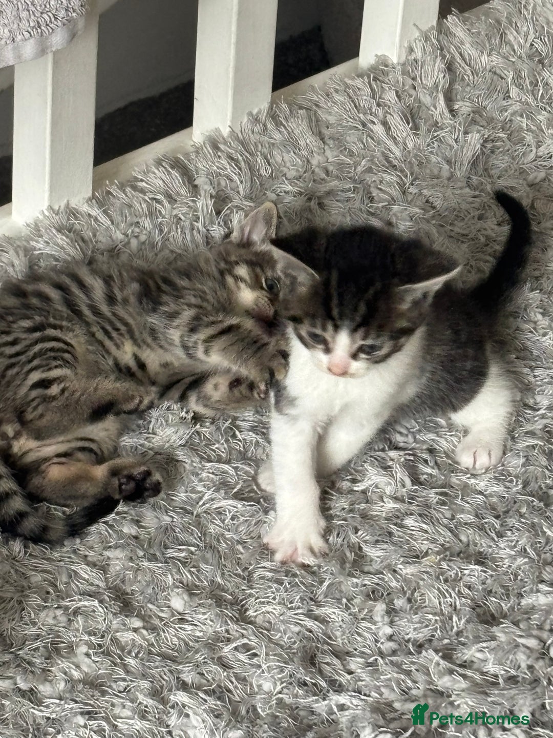 British Shorthair cats for sale: 7 kittens  - Image 13