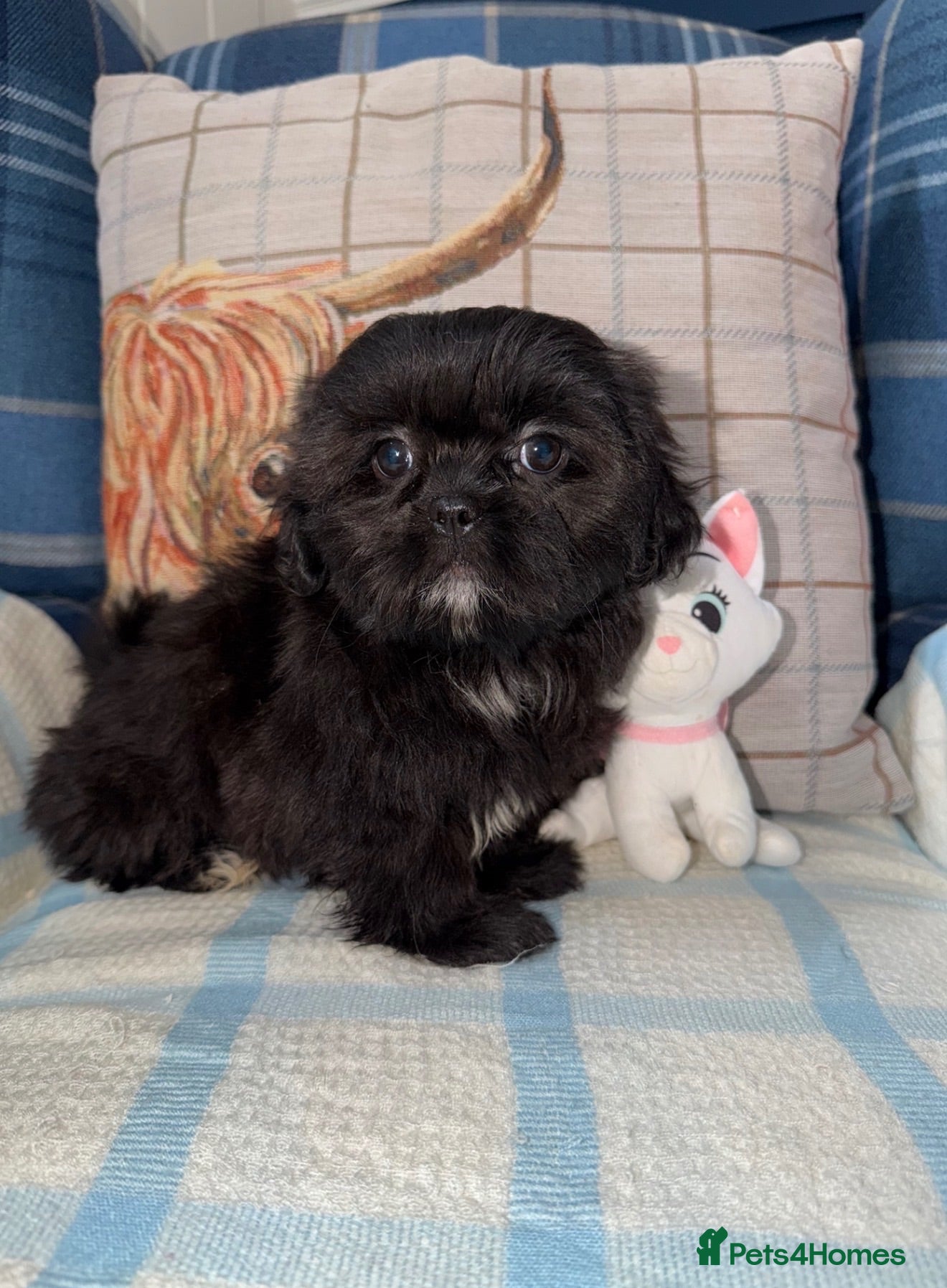 Shih Tzu dogs 💖💙Stunning Black Shih Tzu Puppies💙💖 - Advert 1