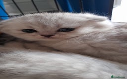 Scottish Fold cats for sale: LAST BOY FOLD. OPEN TO OFFERS.  in Aberdare - Image 16