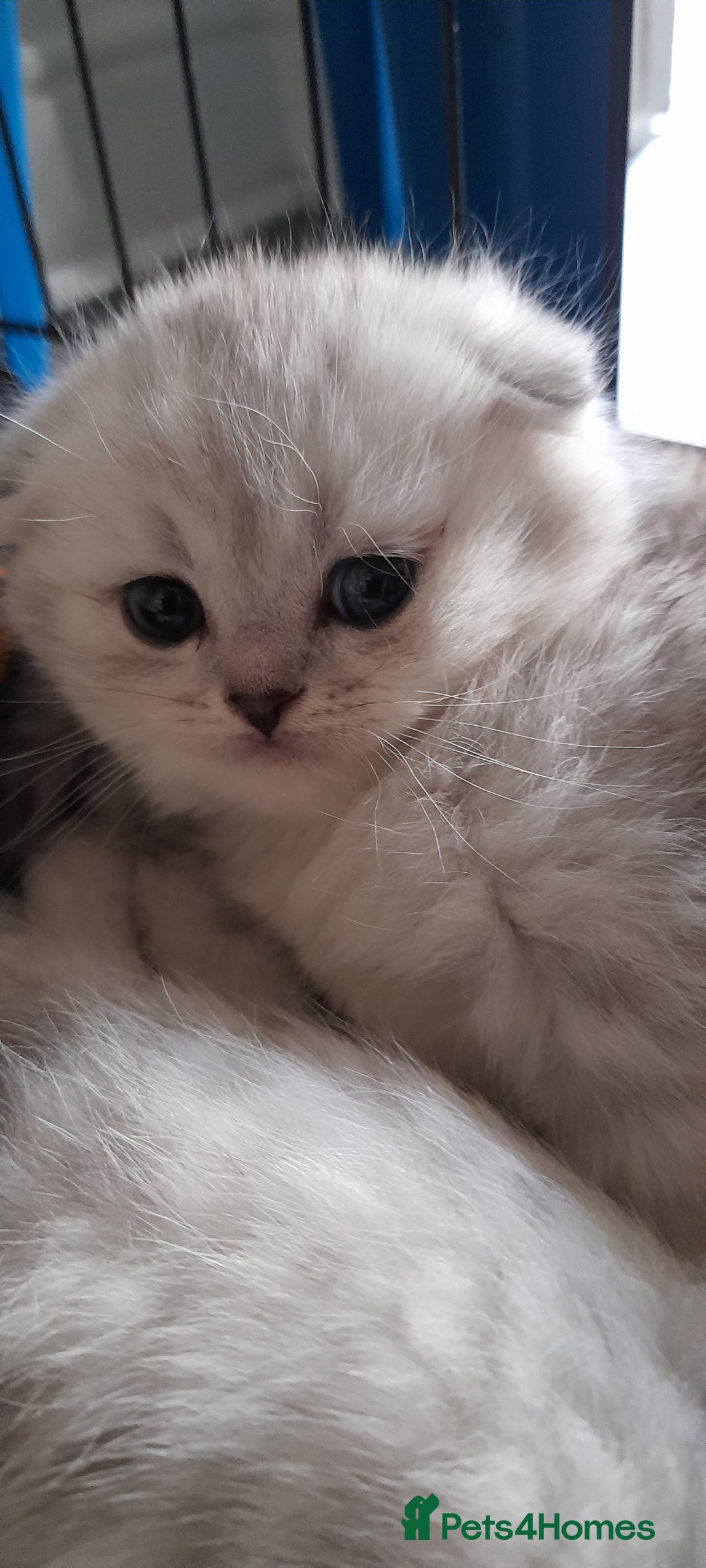 Scottish Fold cats for sale: LAST BOY FOLD. OPEN TO OFFERS.  in Aberdare - Image 16