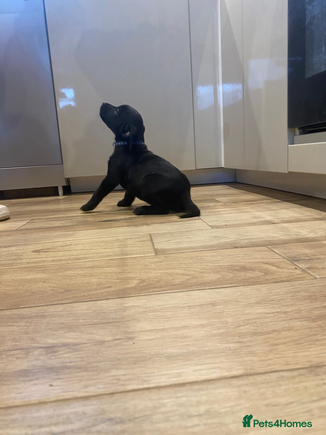 Mixed Breed dogs for sale: Staffordshire bull terrier x lab pups - Advert 8