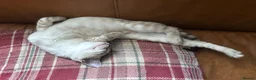 Bengal cats for sale: Bengal kittens  - Advert 2