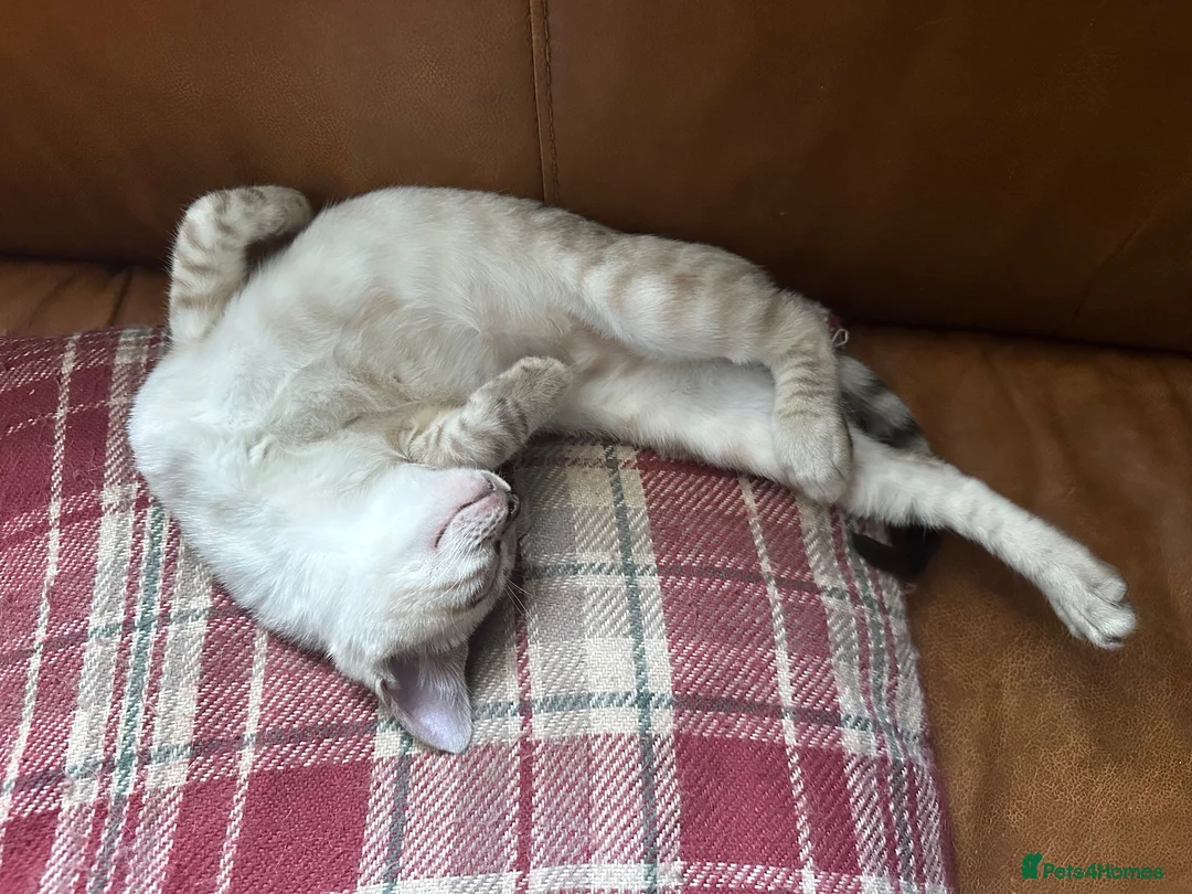 Bengal cats for sale: Bengal kittens  - Advert 2
