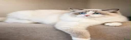 Ragdoll cats for sale: Blue Point Ragdolls  - Advert 4