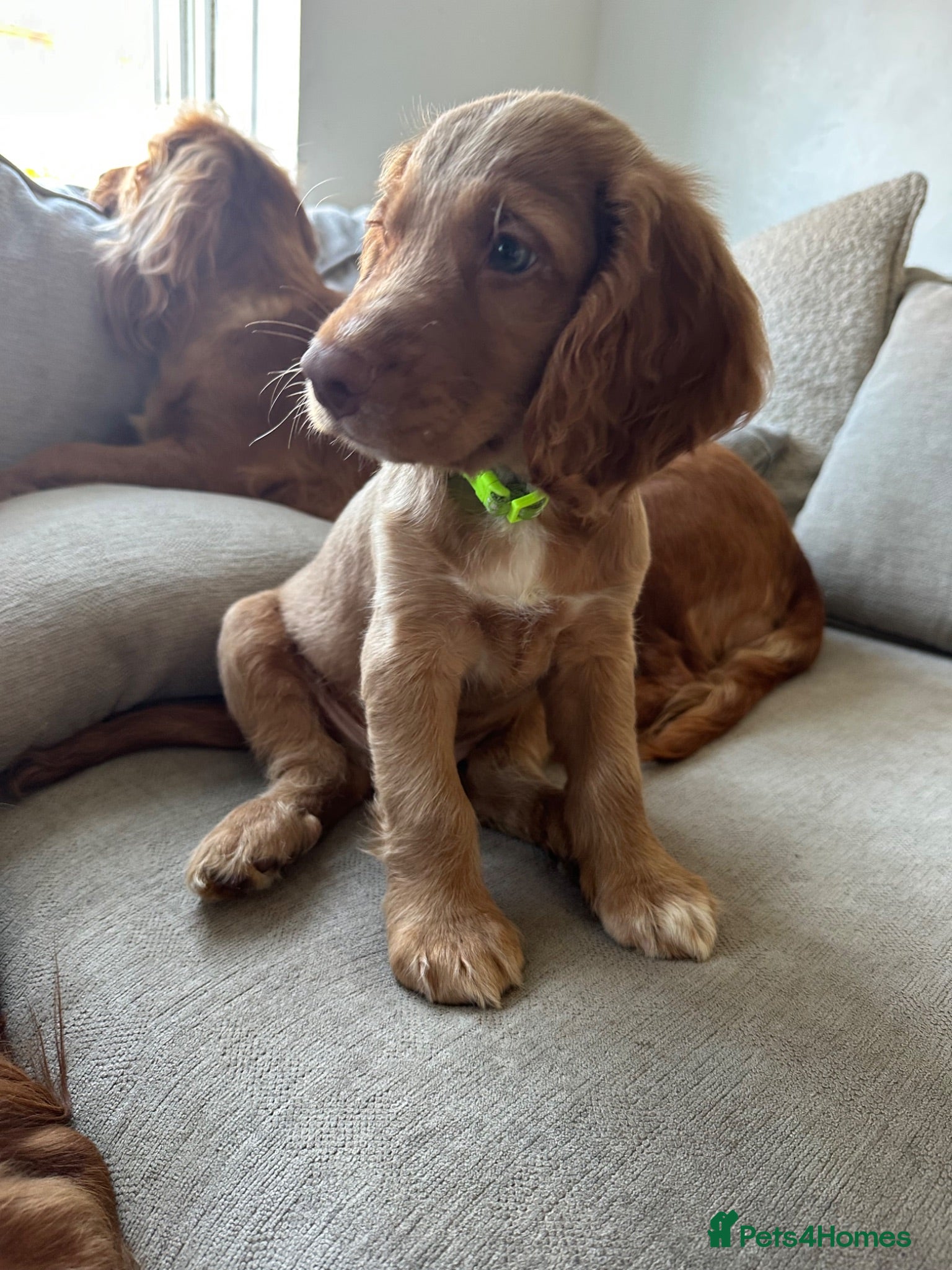 Cocker Spaniel dogs top class red cockers 3 boys left  - Advert 1