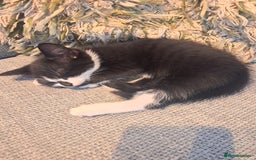 Mixed Breed cats for sale: Three playful kittens in search of forever home. - Image 2
