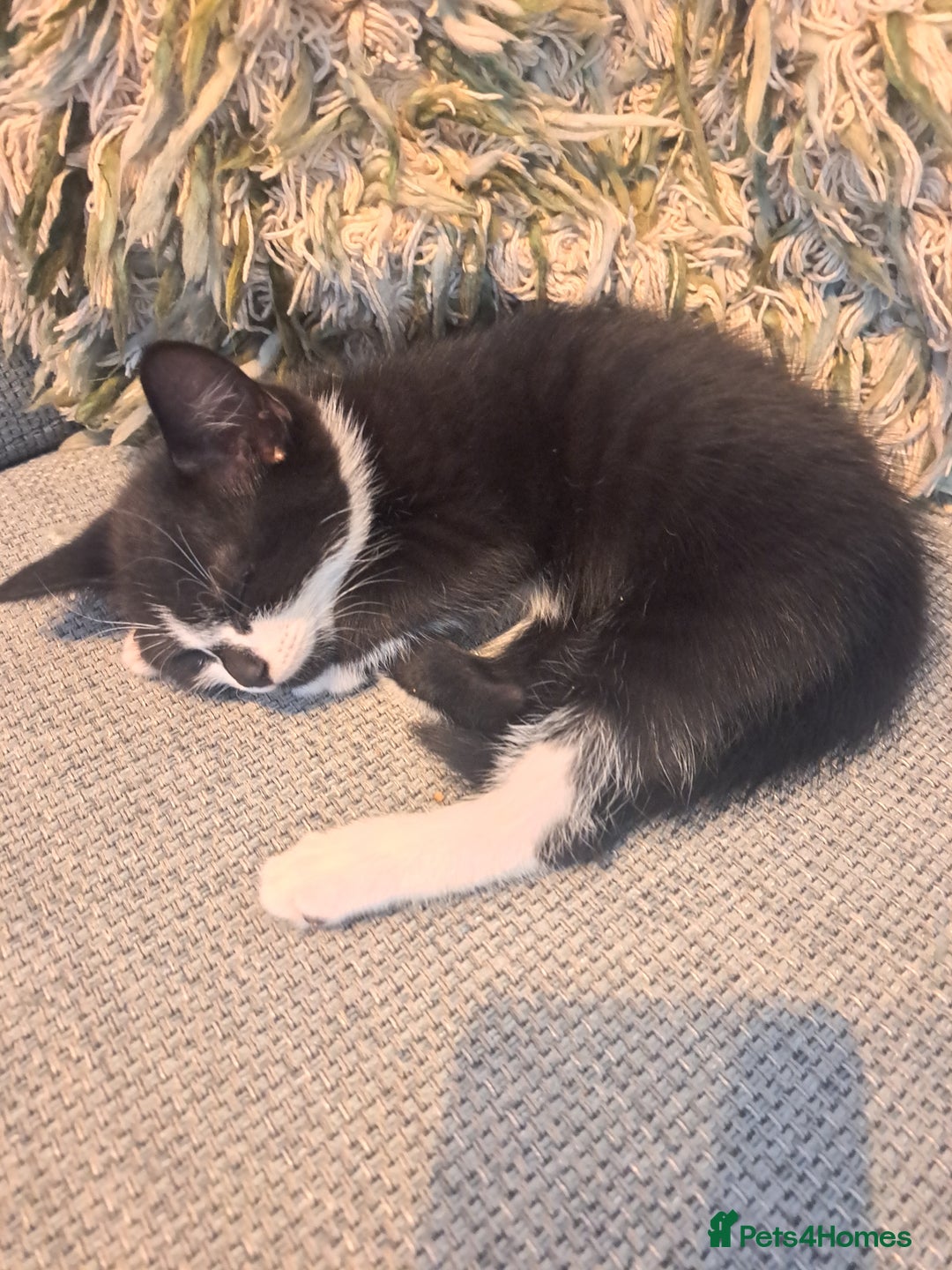 Mixed Breed cats for sale: Three playful kittens in search of forever home. - Image 2