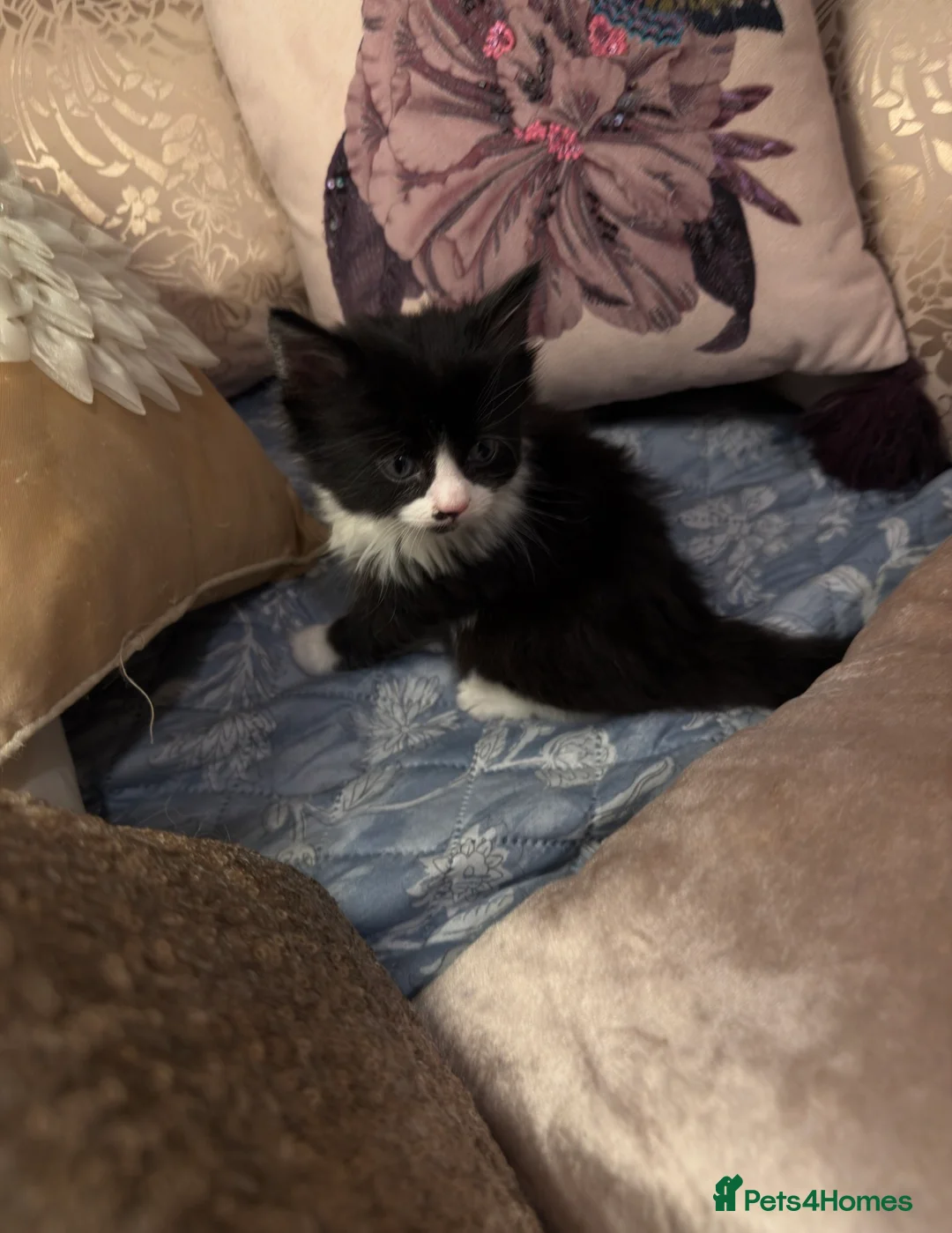 British Shorthair cats for sale: British Shorthair Tabby Kittens Available Now  - Advert 2