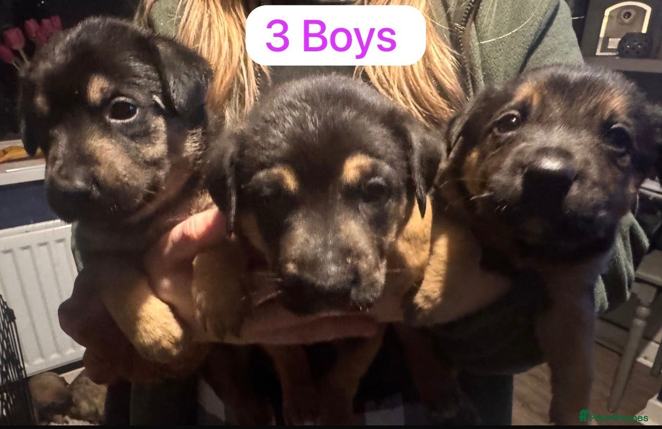 Mixed Breed dogs Staffy x belgian malinois  - Advert 3