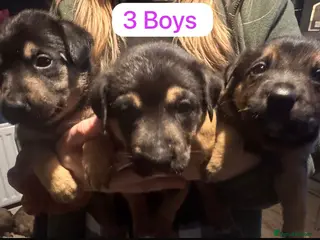 Mixed Breed dogs Staffy x belgian malinois - Advert 3