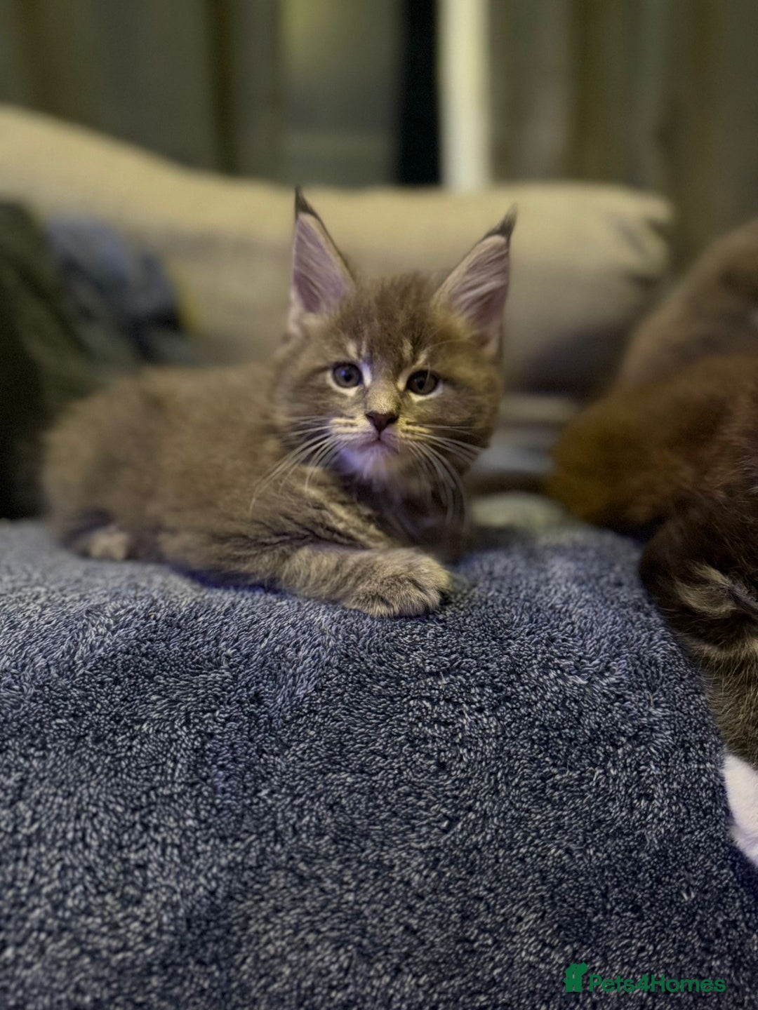 Maine Coon cats for sale: Full Maine coon kittens available  - Advert 27