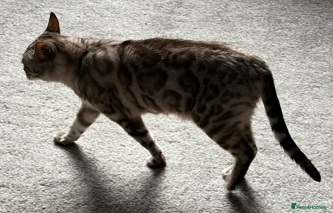 Bengal cats for sale: Bengal Sisters - Advert 8