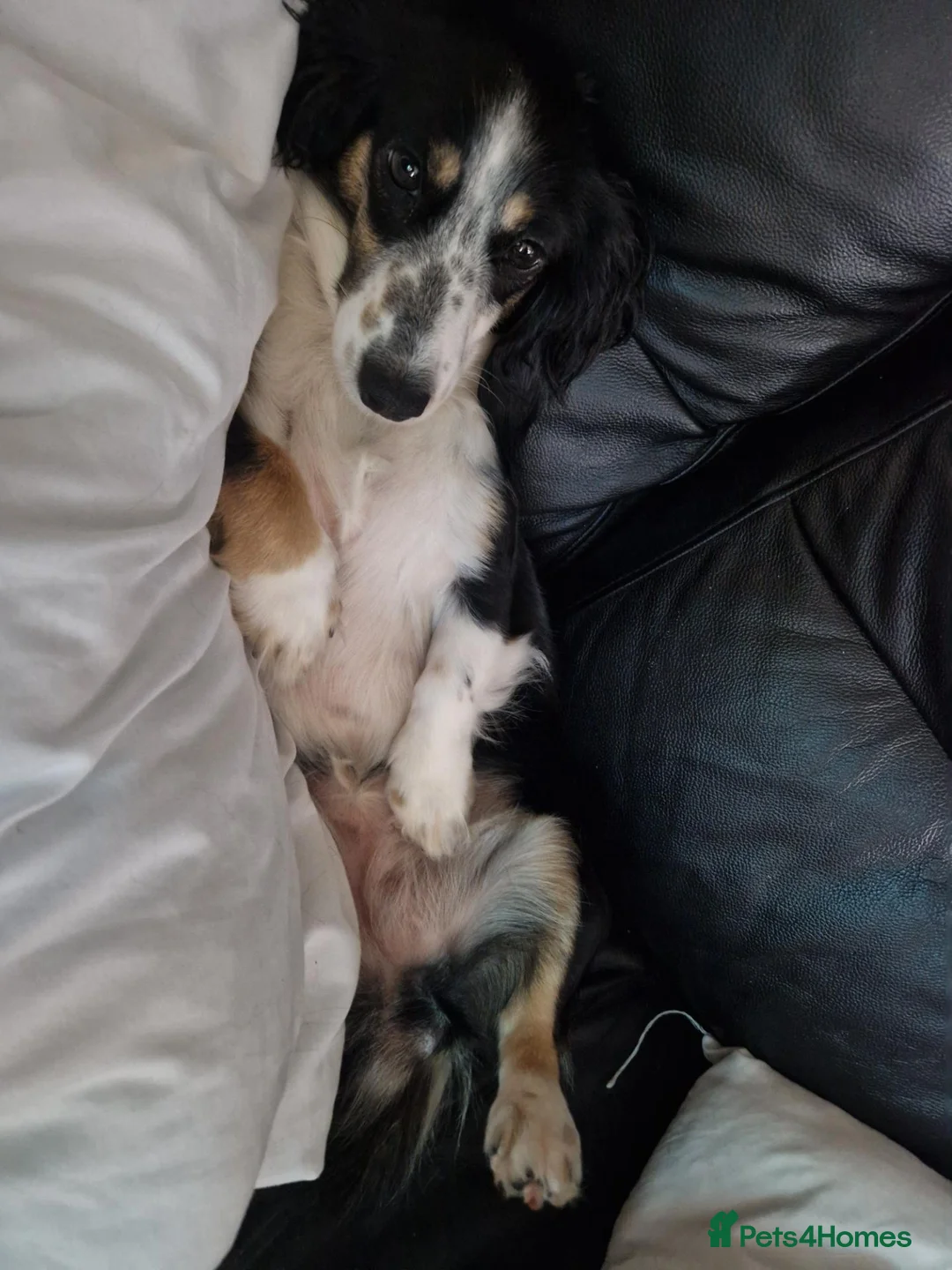Chiweenie dogs for sale: Chiweenies (registrer interest) due 20th oct in Carmarthen - Advert 2