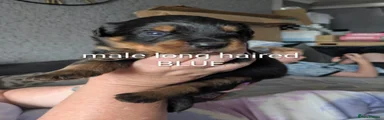 Rottweiler 2