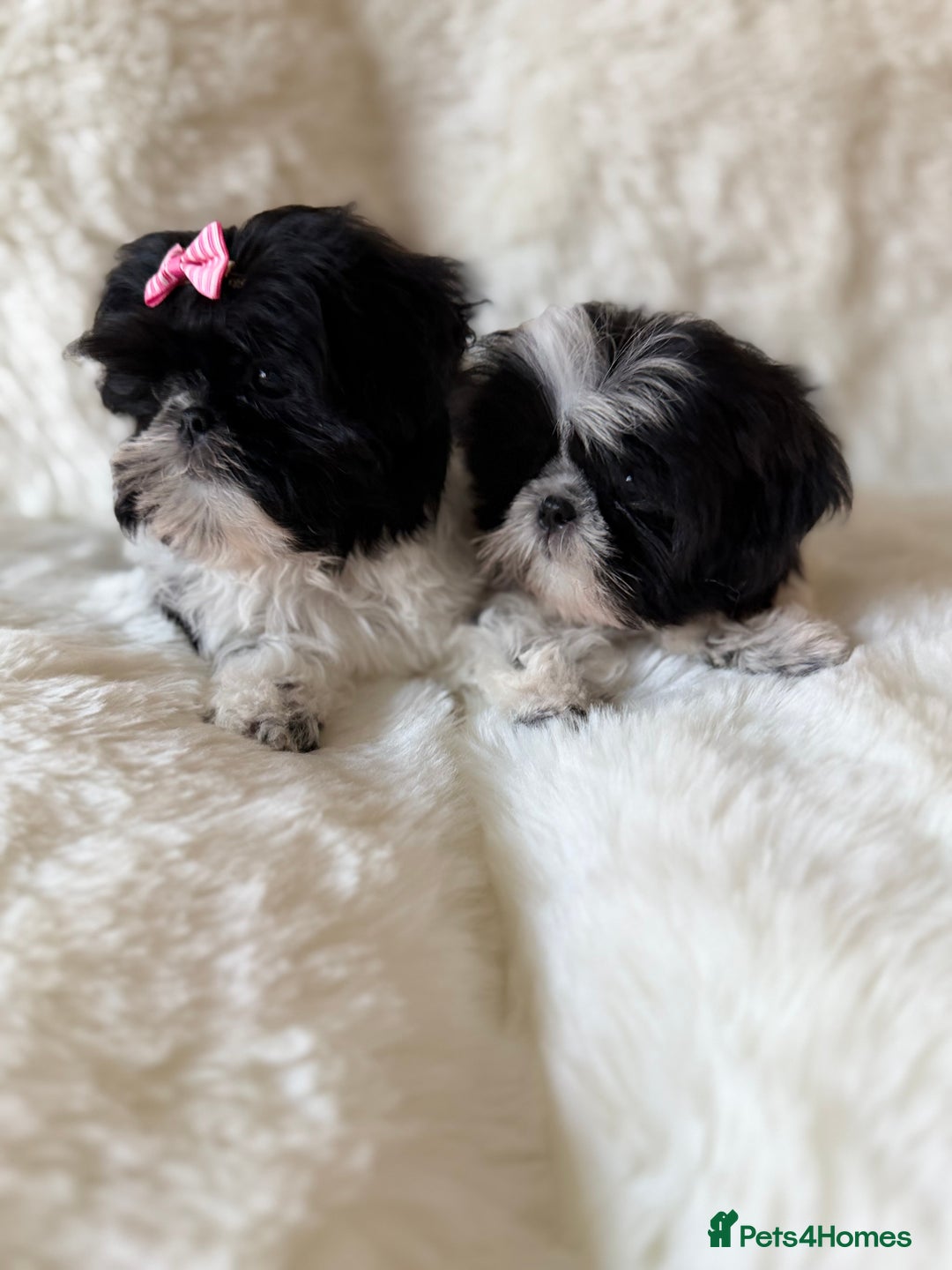 Shih Tzu dogs for sale: AMERICAN IMPERIAL SHIH TZU PUPPIES - Advert 8
