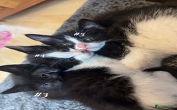 Mixed Breed cats for sale: Cuddly and playful kittens  - Image 3