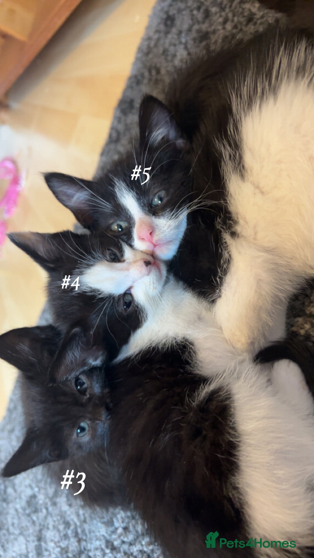 Mixed Breed cats for sale: Cuddly and playful kittens  - Image 3