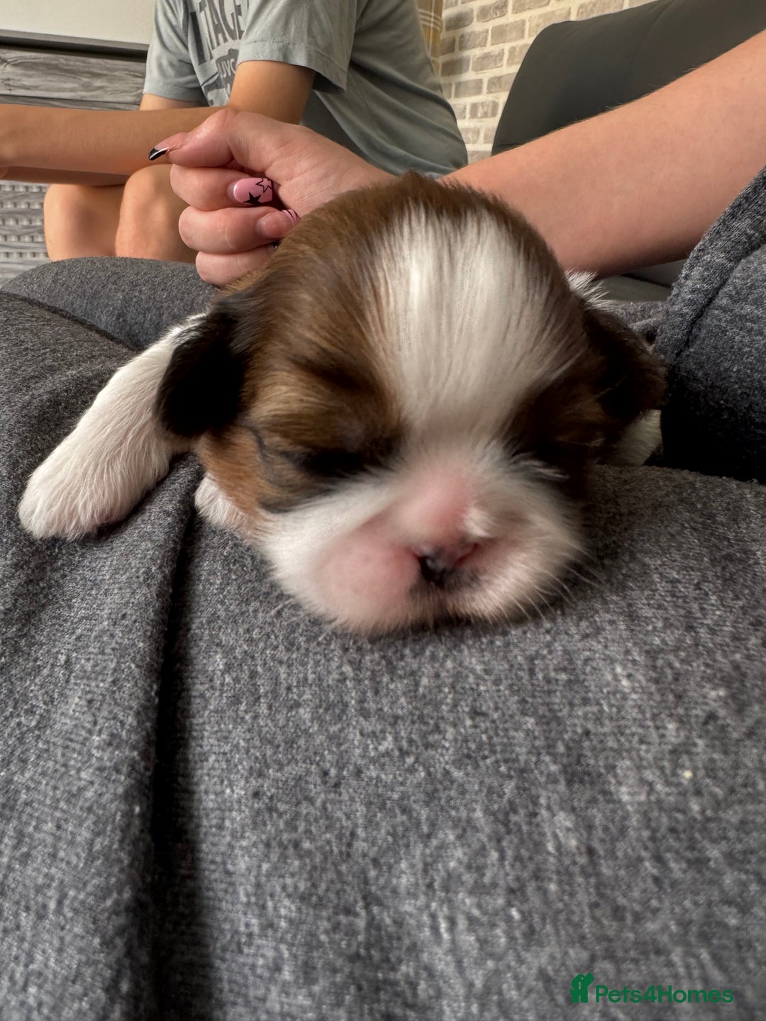 Shih Tzu dogs for sale: Beautiful Shih Tzu Pups - Image 2