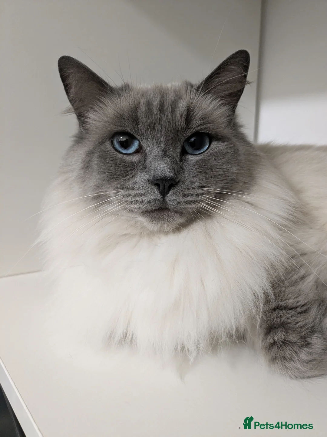 Ragdoll cats for sale: GCCF Ragdoll Kitten. - Advert 3