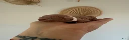 Sphynx cats for sale: Sphynx kittens__😻 - Advert 5
