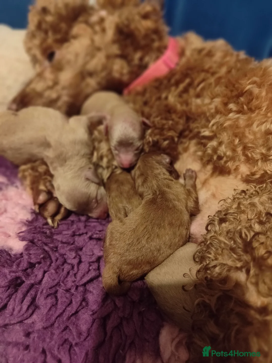 Miniature Poodle dogs for sale: 💥 Miniature poodle 💥 - Advert 11