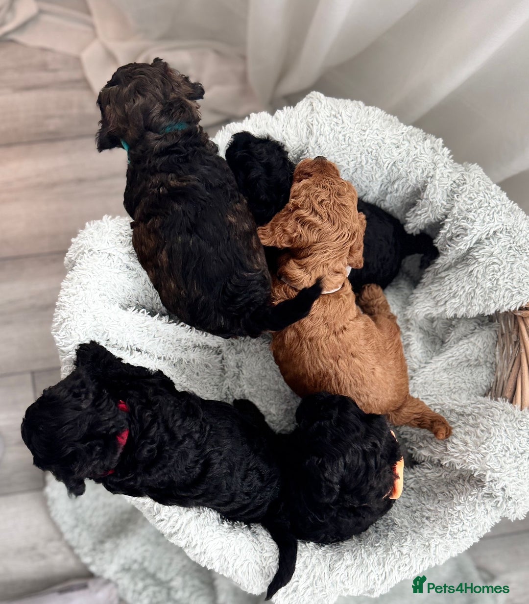 Mini Goldendoodle dogs for sale: A Bundle of Joy F1BB Mini Goldendoodle - Image 5