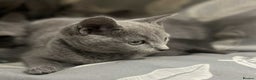 Russian Blue cats for sale: Stunning GCCF Russian Blue Kittens  - Advert 5