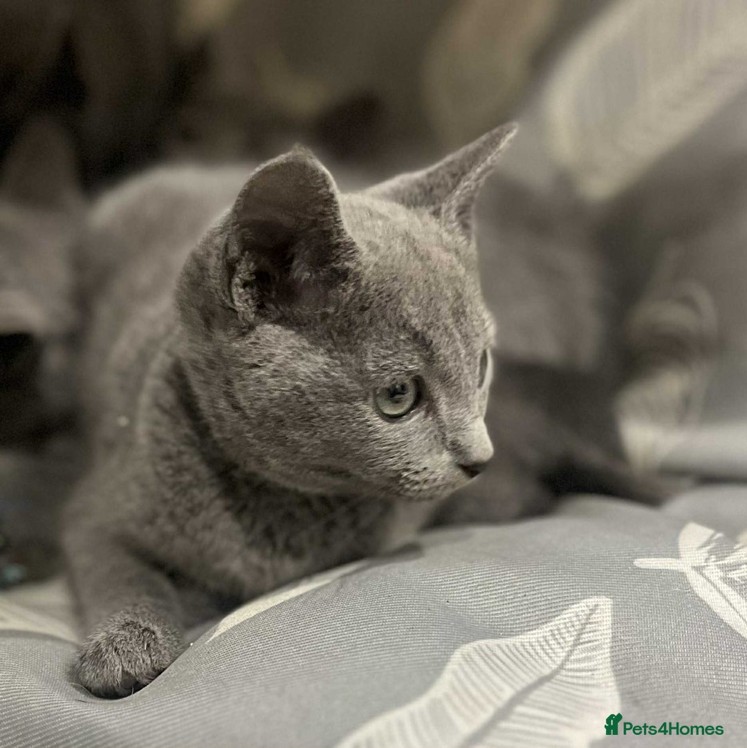 Russian Blue cats for sale: Stunning GCCF Russian Blue Kittens  - Advert 5