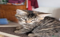 Mixed Breed cats for sale: Beautiful kittens - Image 5
