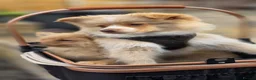 Pomeranian dogs for sale: 🐾 Beautiful Home-Raised Pomeranian Puppies   - Advert 26