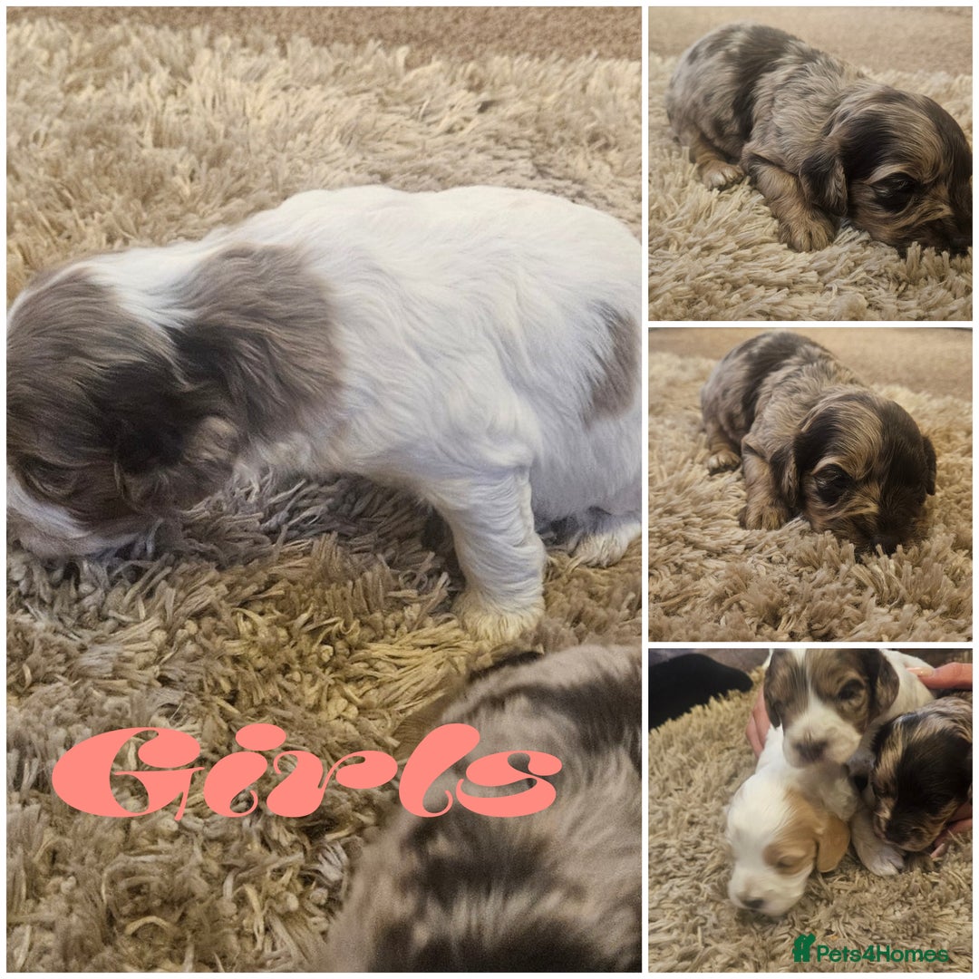 Cockapoo dogs for sale: Beautiful/healthy F1 cockapoo’s.3 girls🩷3 boys🩵 - Image 21
