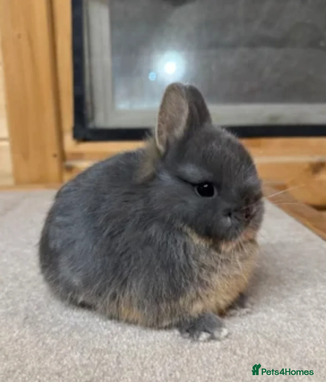 Mixed Breed rabbits for sale: True tiny Netherland Dwarf Rabbit Wanted  - Advert 1