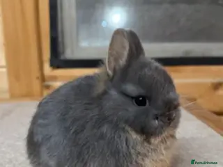 Mixed Breed rabbits True tiny Netherland Dwarf Rabbit Wanted - Advert 7
