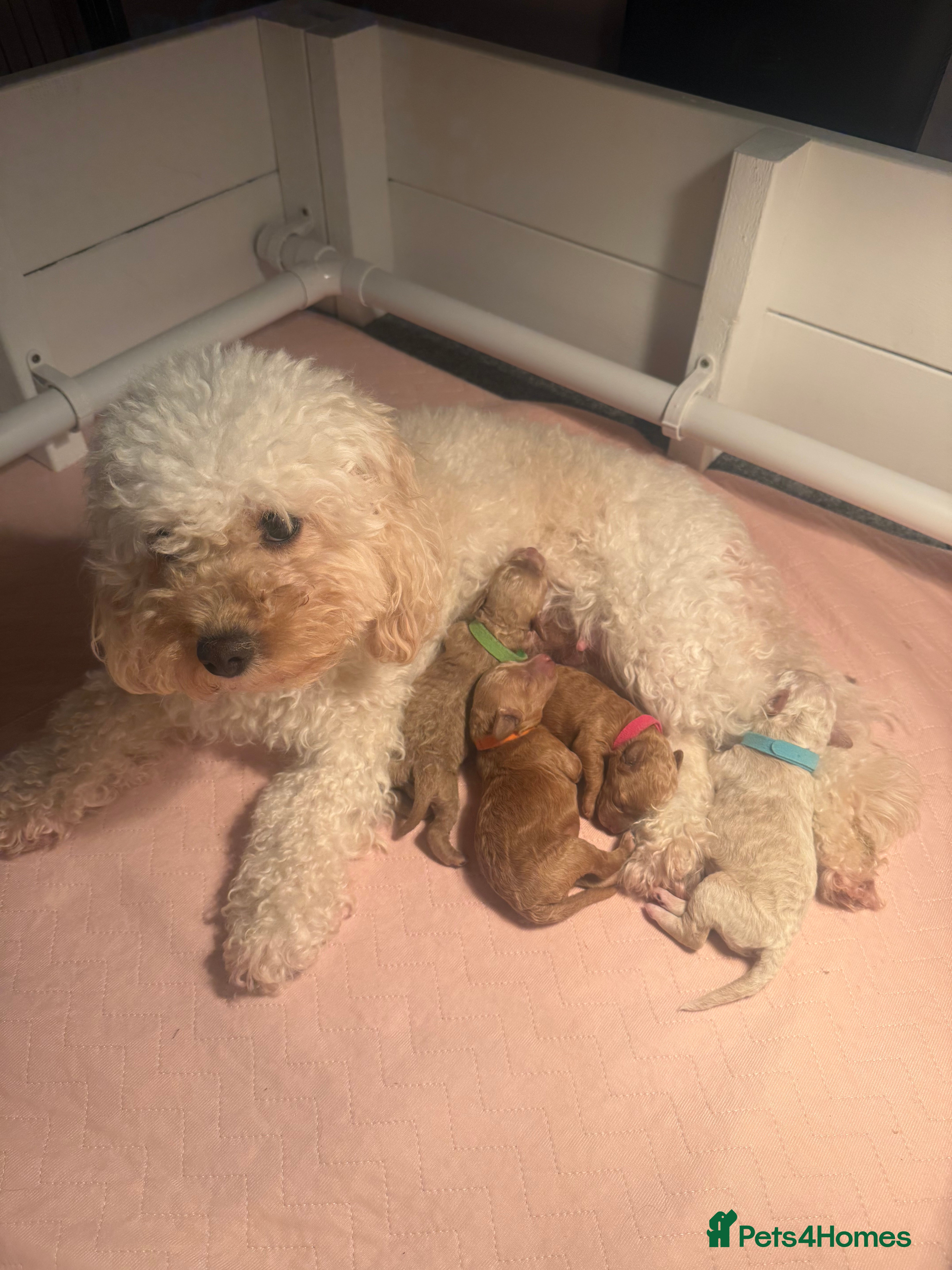 Cavapoo dogs 4 Beautiful f1b Cavapoo Puppies  - Advert 1