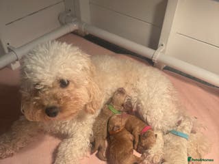 Cavapoo dogs 4 Beautiful f1b Cavapoo Puppies - Advert 14