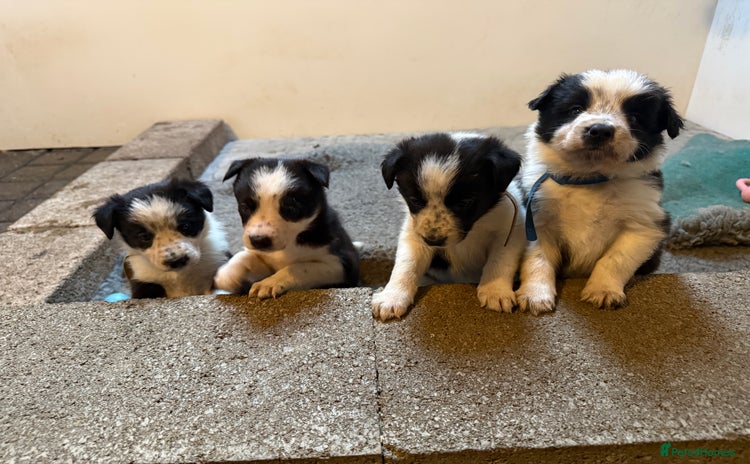 Border Collie dogs - Advert 6
