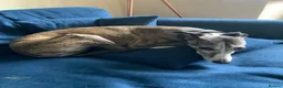 Whippet dogs for sale: Beautiful k.c. whippet puppies in Doncaster - Advert 9