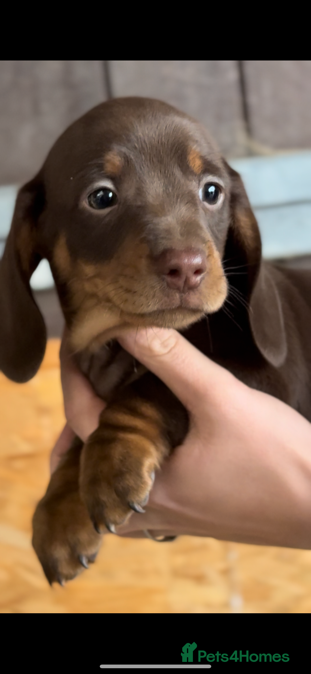 Miniature Dachshund dogs for sale: Gorgeous Miniature Daschund puppies 🐶🤍  - Image 7