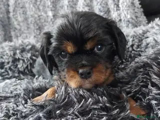 Cavalier King Charles Spaniel dogs GREAT QUALITY CKCS PUPPIES ( DWKC REGISTERED)/DNA - Advert 3
