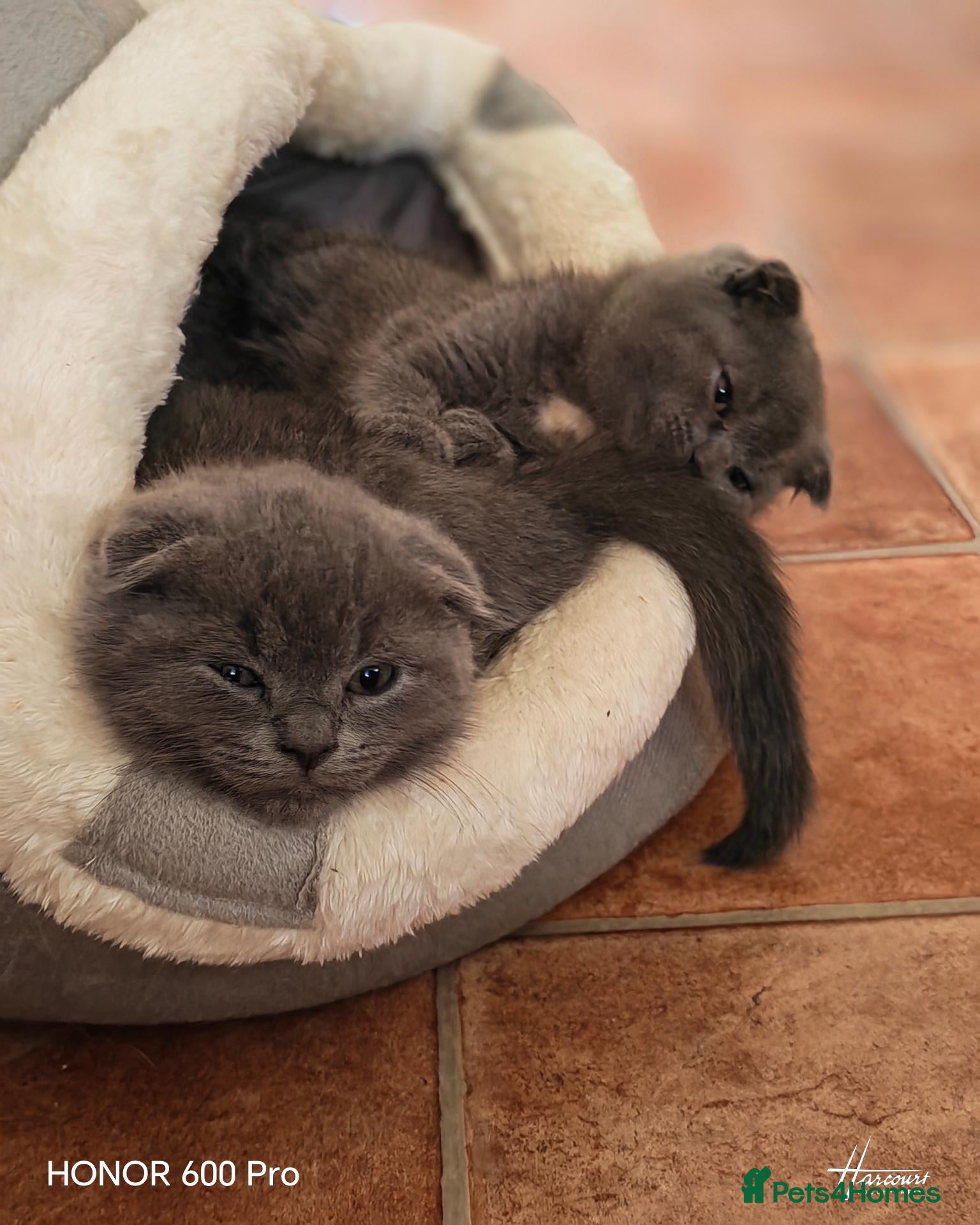 Scottish Fold cats Scottish fold kittens - Advert 1