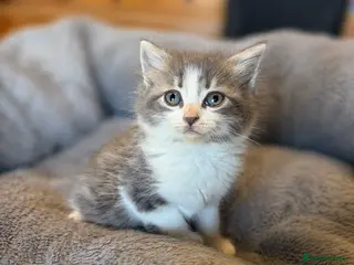 Domestic Shorthair cats Domestic shorthair kittens - Advert 8